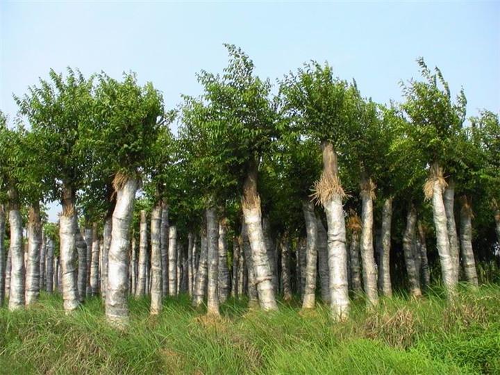 朴树的种植方法