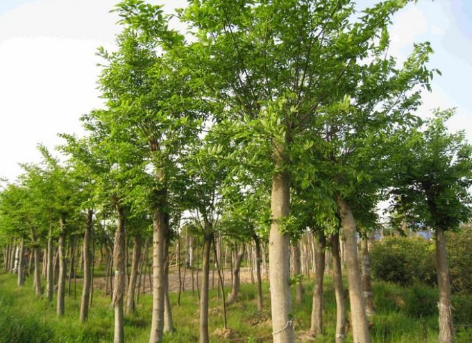朴树的种植技术和日常养护