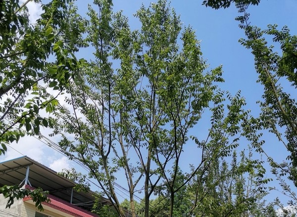 阳历5月可以播种朴树吗？