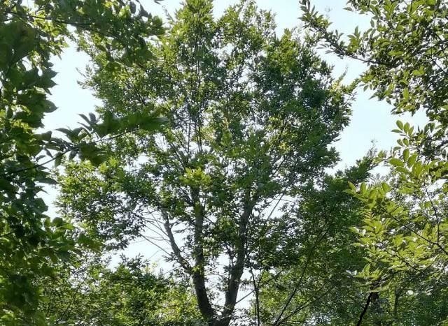 如何在炎热天气保持朴树品质？