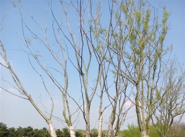 影响丛生朴树嫁接成活率的要素有哪些？
