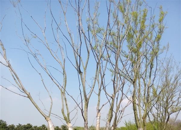 栽植多杆朴树技术怎么处理？