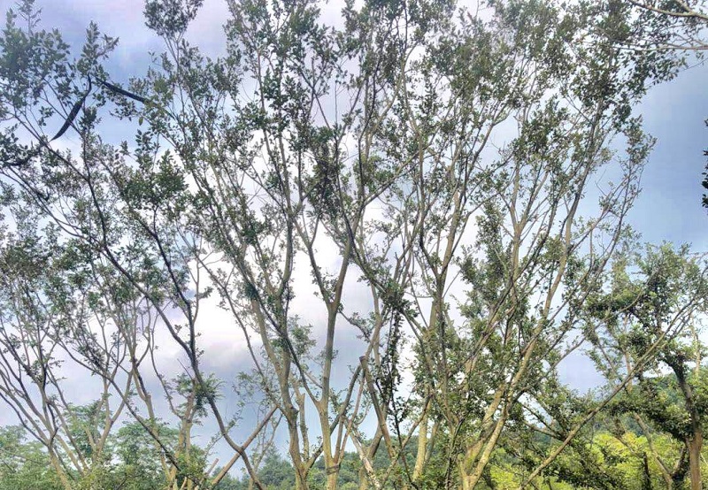 夏季如何防治全冠朴树的虫害发生